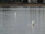 SX02802 Suicidal Swans trying to drown themselves - Mute Swans [Cygnus Olor].jpg